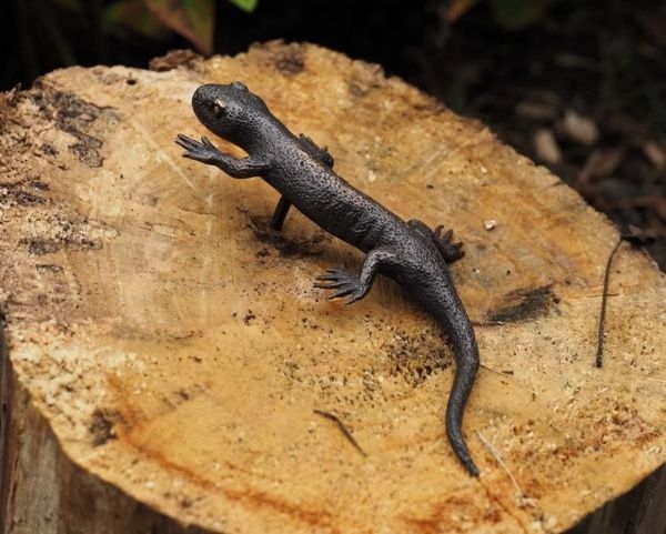 Bronzefigur Salamander