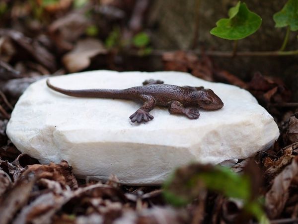Bronzefigur Salamander auf Stein